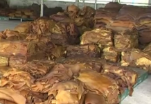 คนค้ายางแบบศรีตรังฯ