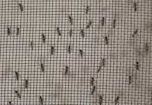 ระวัง! กทม.เตือน 10 เขตอันตราย เสี่ยงสูง “ไข้เลือดออก” ระบาด