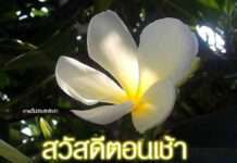 ส่ง แชร์ ภาพดอกไม้ คำสวัสดี ในไลน์ ผิดกฎหมายลิขสิทธิ์หรือไม่?