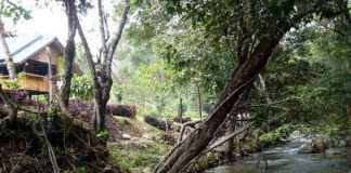 แอ่วดอยชมดอกไม้กลางสายหมอกที่ “แม่กลางหลวง”