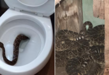 สยอง! งูโผล่ชักโครก ฆ่าไปหนึ่ง ตรวจสอบละเอียดพบอีก 13 ตัว