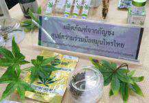 กระทรวงอุตฯ หวังสร้างมูลค่าทางเศรษฐกิจเส้นใยกัญชง สั่งศึกษาเทคโนโลยีพร้อมกำหนดกรอบมาตรฐานการผลิตให้แข่งขันได้ในตลาดโลก