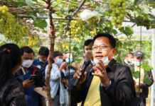 สวพส. เผยเทคนิคการปลูกองุ่น ‘ไชน์ มัสแคท’ ให้ไม่มีเมล็ด ภายใต้ระบบปลูกแบบโครงการหลวง