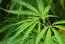 สวพส. ผนึกกำลังร่วมกับ สวก. และ สพว. พัฒนากัญชงสู่อุตสาหกรรม