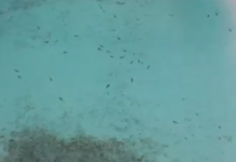 กรมอุทยานฯ ปล่อยคลิป ฉลามหูดำบุกอ่าวมาหยา กว่า 100 ตัว