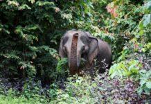 องค์กรพิทักษ์สัตว์แห่งโลกระบุไทยพร้อมขึ้นแท่นศูนย์กลาง Elephant-Friendly Tourism รองรับกระแสนักท่องเที่ยวจีนที่ใส่ใจสวัสดิภาพสัตว์