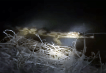 ฮือฮา! พบ “ตะโขง” ในธรรมชาติครั้งแรกที่นราธิวาส หลังเชื่อว่าสูญพันธุ์จากไทยแล้ว