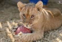 โพลนานาชาติชี้ นักท่องเที่ยวร้อยละ 70 อาจเลี่ยงแอฟริกาใต้ หากกลับมาเดินหน้าอุตสาหกรรมเพาะเลี้ยงสิงโตในกรง