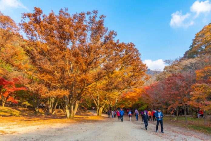 Naejangsan,,Korea,,November,5,,2019:,Colorful,Trees,Alongside,A,Path